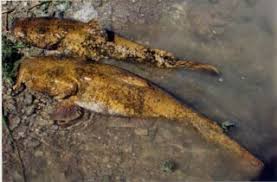 Image result for Pylodictis olivaris