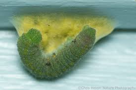 Attēlu rezultāti vaicājumam “Pieris rapae larva”