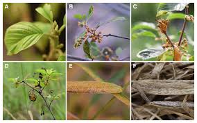 Attēlu rezultāti vaicājumam “Puccinia agrostidis”