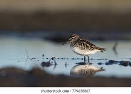 Attēlu rezultāti vaicājumam “Calidris falcinellus adult”