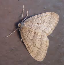 Attēlu rezultāti vaicājumam “Operophtera”