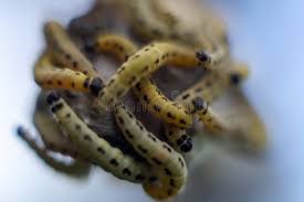 Attēlu rezultāti vaicājumam “Yponomeuta evonymella larva”