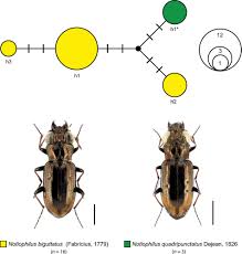 Attēlu rezultāti vaicājumam “Notiophilus palustris”
