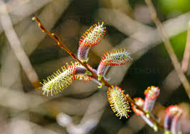 Attēlu rezultāti vaicājumam “Salix purpurea male flower”