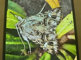 Attēlu rezultāti vaicājumam “Calophasia lunula larva”
