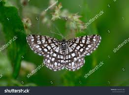 Attēlu rezultāti vaicājumam “Chiasmia clathrata”