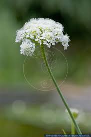 Attēlu rezultāti vaicājumam “Cnidium dubium”