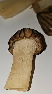 Attēlu rezultāti vaicājumam “Verpa bohemica”