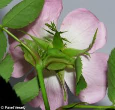 Attēlu rezultāti vaicājumam “Rosa subcanina”