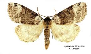 Attēlu rezultāti vaicājumam “Tetheella fluctuosa”