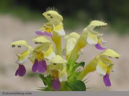 Attēlu rezultāti vaicājumam “Galeopsis speciosa leaf”