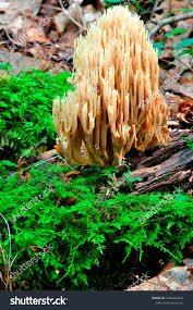 Attēlu rezultāti vaicājumam “Clavaria fumosa”