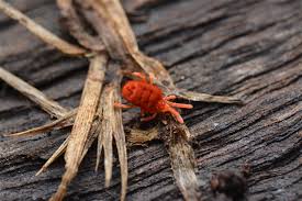 Attēlu rezultāti vaicājumam “Trombidiidae”