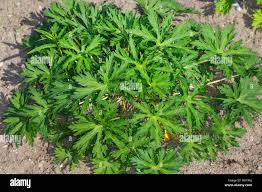 Attēlu rezultāti vaicājumam “Geranium pratense leaf”