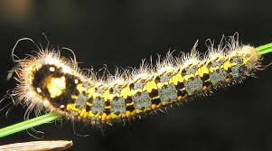 Attēlu rezultāti vaicājumam “Thecabius affinis imago”