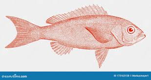 Image result for Rhomboplites aurorubens