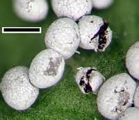 Attēlu rezultāti vaicājumam “Physarum bitectum spores”