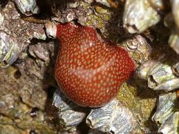 ผลการค้นหารูปภาพสำหรับ strawberry anemone