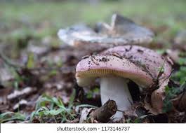 Attēlu rezultāti vaicājumam “Russula vesca”