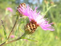 Attēlu rezultāti vaicājumam “Centaurea jacea flower”