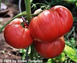 Afbeeldingsresultaat voor crnkovic yugoslavian tomato