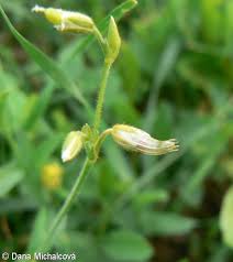 Attēlu rezultāti vaicājumam “Cerastium holosteoides fruit”