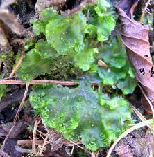 Attēlu rezultāti vaicājumam “Pseudobryum cinclidioides cells”
