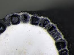 Attēlu rezultāti vaicājumam “Xylaria longipes”