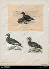 Attēlu rezultāti vaicājumam “Melanitta fusca”