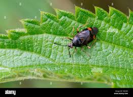 Attēlu rezultāti vaicājumam “Deraeocoris ruber”