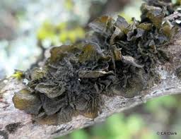 Attēlu rezultāti vaicājumam “Collema flaccidum”