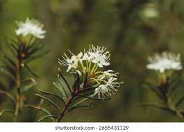 Attēlu rezultāti vaicājumam “Ledum palustre flower”