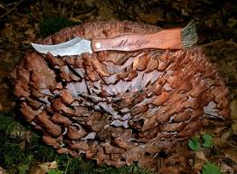 Image result for Podoscypha multizonata