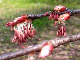 Attēlu rezultāti vaicājumam “Cercidiphyllum japonicum flower”