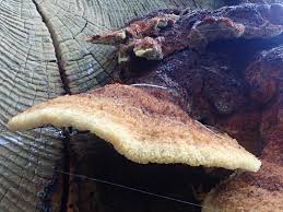 Attēlu rezultāti vaicājumam “Gloeophyllum trabeum”