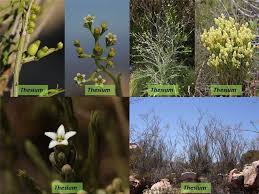 Attēlu rezultāti vaicājumam “Santalaceae”