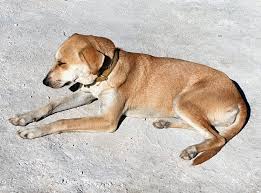 Attēlu rezultāti vaicājumam “Canis lupus familiaris”