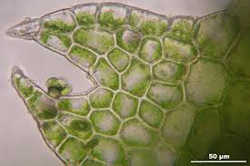 Attēlu rezultāti vaicājumam “Cephalozia lunulifolia”