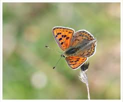 Attēlu rezultāti vaicājumam “Lycaena alciphron male”