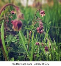 Image result for Geum rivale