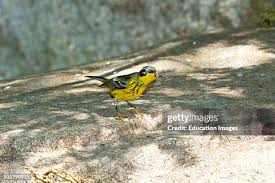 Image result for Dendroica magnolia