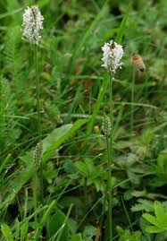 Attēlu rezultāti vaicājumam “Plantago media leaf”