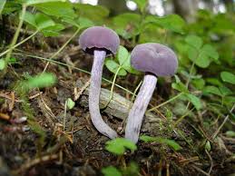 Attēlu rezultāti vaicājumam “Laccaria amethystina”