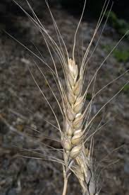 Attēlu rezultāti vaicājumam “Triticum aestivum”
