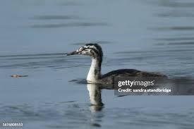 Attēlu rezultāti vaicājumam “Podiceps cristatus juvenile”