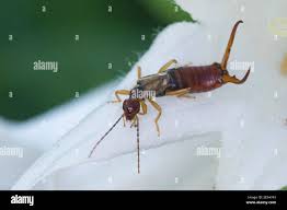 Attēlu rezultāti vaicājumam “Forficula auricularia male”