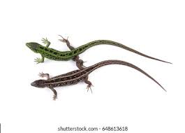 Attēlu rezultāti vaicājumam “Lacerta agilis”