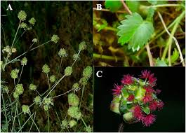 Image result for Sanguisorba minor