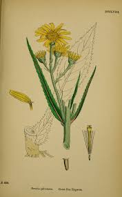 Attēlu rezultāti vaicājumam “Jacobaea paludosa flower”