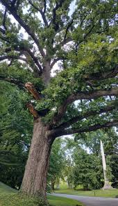 Attēlu rezultāti vaicājumam “Cribraria macrocarpa”